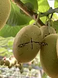 L. huttoni in relation to a kiwifruit