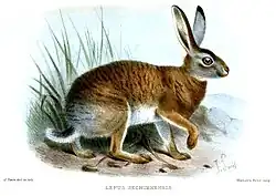 Drawing of a brown and gray hare