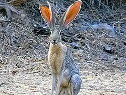 An antelope jackrabbit with a damaged ear and its head turned towards the camera
