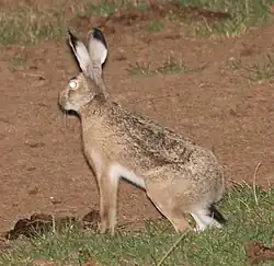 Brown hare