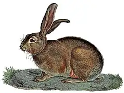 Drawing of a brown hare sitting on the ground