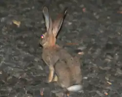 A brown hare with white tail and red eye seen from behind