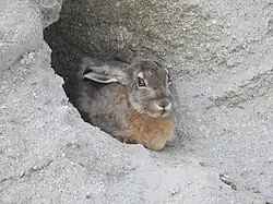 A hare sitting in a rocky hole