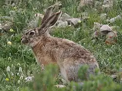 A brown hare in grass and rocks