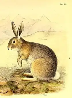 Illustration of a hare