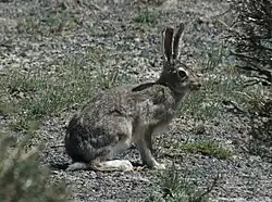 Brown fluffy hare