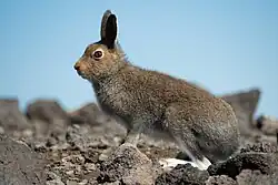 Brown hare