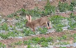 A hare running in a row of crops