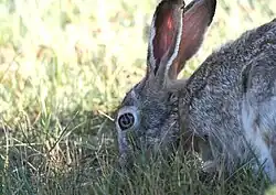 A hare with its head to the ground eating grass