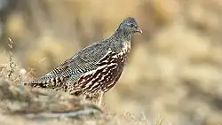 Lerwa_lerwa_76842644