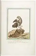 Chicken with two extra lower limbs