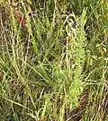 Lespedeza sericea plant growing in Kansas (with two more in the background). Taken in September 2013.