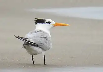 T. b. emigratus, Algeria