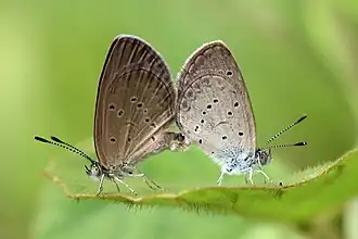 Z. o. lampa, mating, Singapore