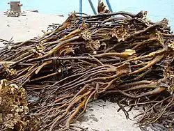 A pile of stalky brown kelp