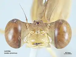 Head