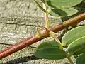 Extrafloral nectary