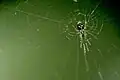 L. argyra in web