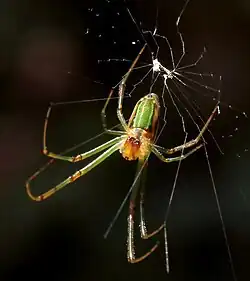 female