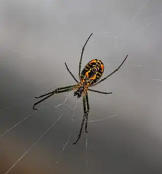ventral view of female