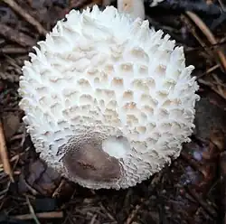 Leucoagaricus nympharum