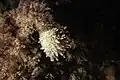 Leucosolenia botryoides (order Leucosolenida)