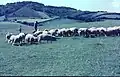 View of Lewesdon Hill from Leweston Farm in 1963