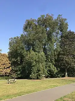 U. laevis, Ladywell Fields, Lewisham, London, 2023, locally misidentified as a 'Klemmer' Dutch elm[61]