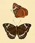 L. aeetes