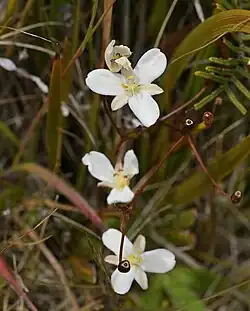 Foliage and flowers of Libertia peregrinans