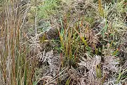 L. peregrinans in its natural habitat