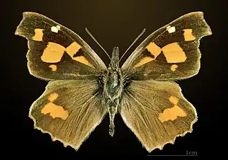 Dorsal side
