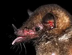 Brown head of a bat shown from the side, with tongue out
