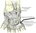 Ligaments of the right wrist. Anterior view. (Pisometacarpal labeled at right, second from bottom.)