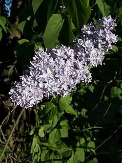 A double-flowered S.&nbsp;vulgaris cultivar