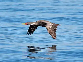 in flight in Chiloé, Chile