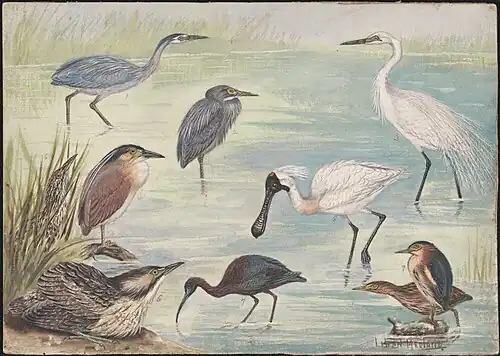Heron, bittern and other bird species, National Library of Australia