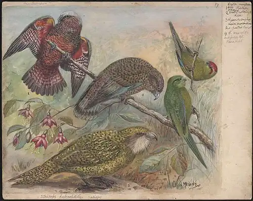 Parrot and parakeet bird species, National Library of Australia
