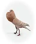 Lille Pouter
