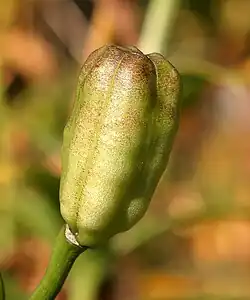Lillium fruit capsule