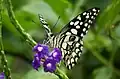 Lime swallowtail (Papilio demoleus) on snakeweed flowers