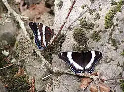 L. a. arthemis, New Brunswick, Canada