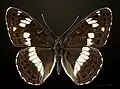 Dorsal side
