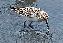 The broad-billed sandpiper has a split supercilium,