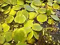 Leaves on water surface