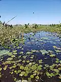 Hydrocharis spongia in wetland habitat