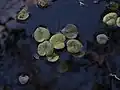 Floating plants