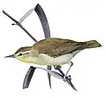 Swainson's warbler