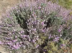 Limoniastrum monopetalum (Plumbaginaceae)