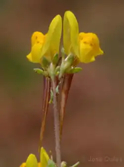 Linaria amethystea ignescens